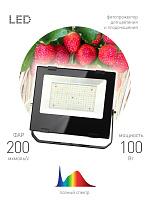 Фитопрожектор для растений светодиодный FITO-100W-Ra90-LED для цветения и плодоношения полного спектра 100 Вт ЭРА